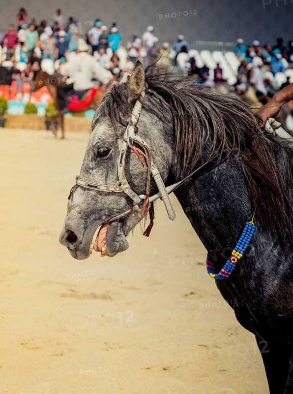 Portrait of a horse head with long mane and partial harness