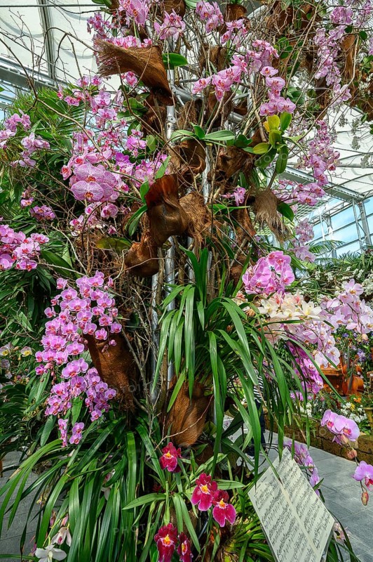 Malay flower