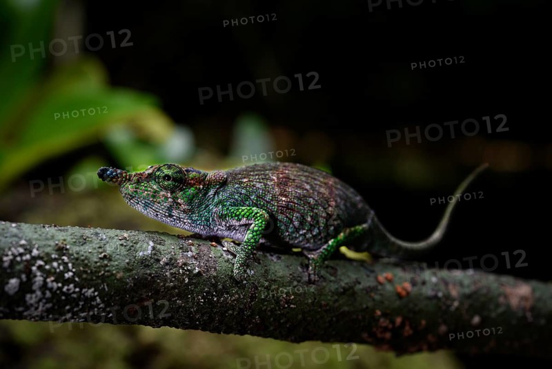 A chameleon of the genus