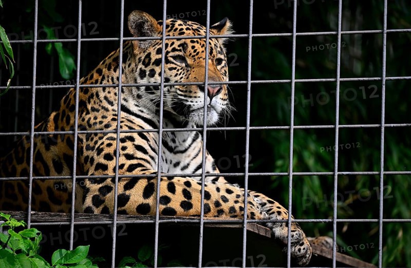 Jaguar