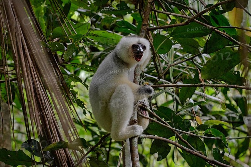 A silky sifaka