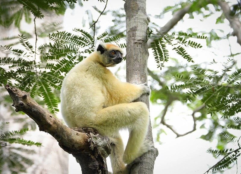 A golden-crowned sifaka