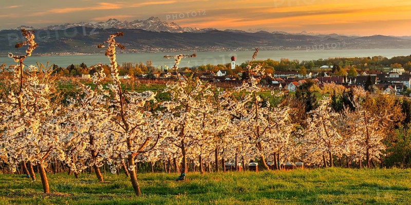 Fruit tree blossom in Kressbronn with a view of the Swiss Alps with Saentis