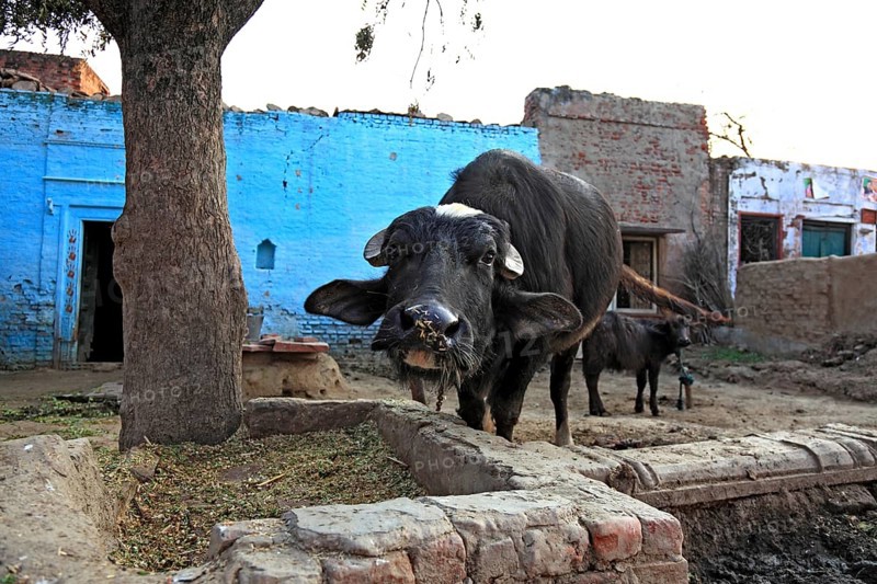 Rajasthan