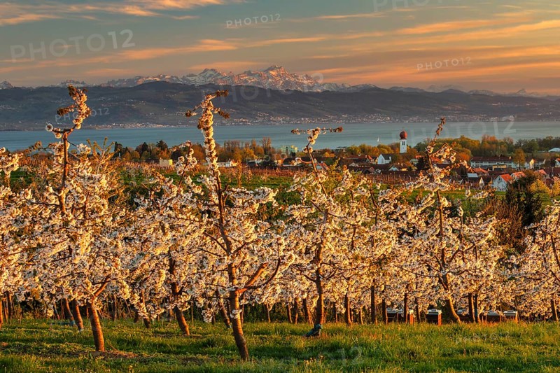 Fruit tree blossom in Kressbronn with a view of the Swiss Alps with Saentis