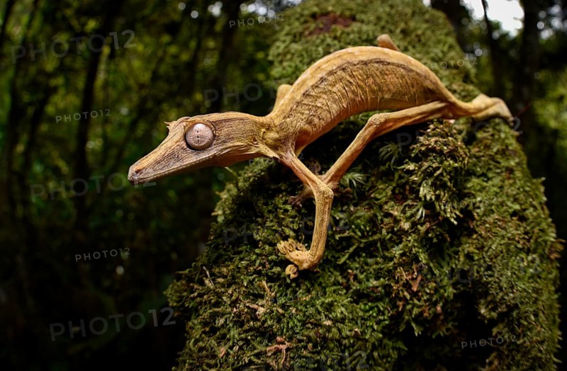 A lined leaf-tailed gecko