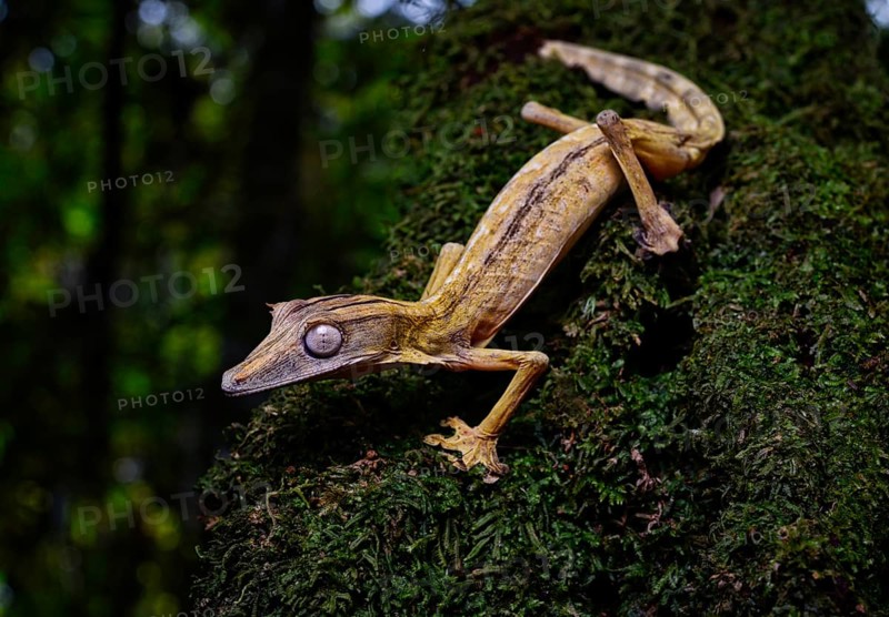 A lined leaf-tailed gecko
