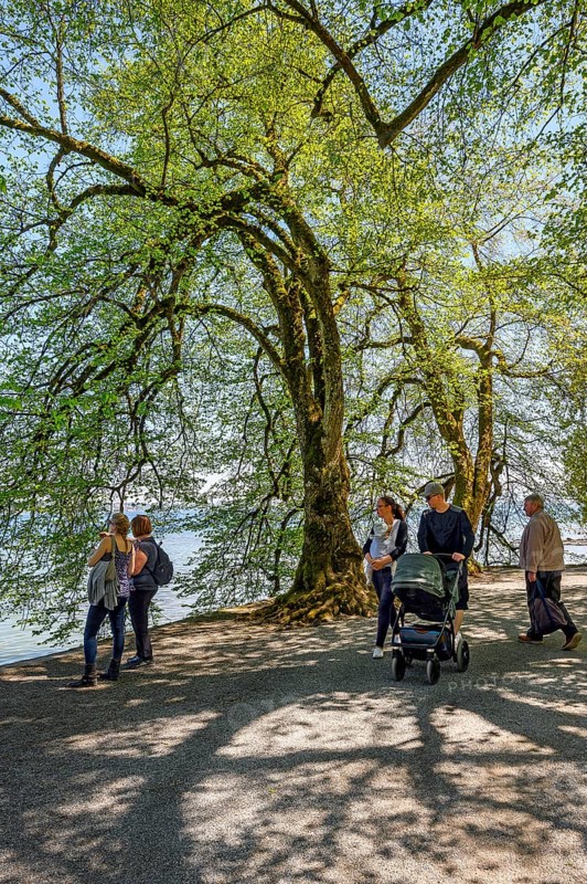 Lakeside path with extremely curved lime trees