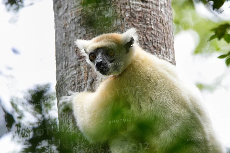 A golden-crowned sifaka
