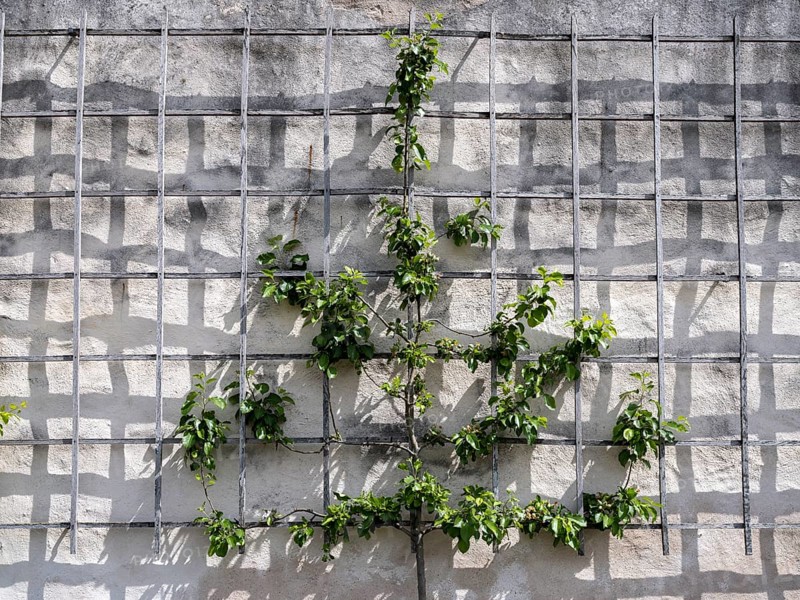 Trellis for plants on a wall in the convent garden