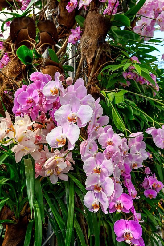 Malay flower