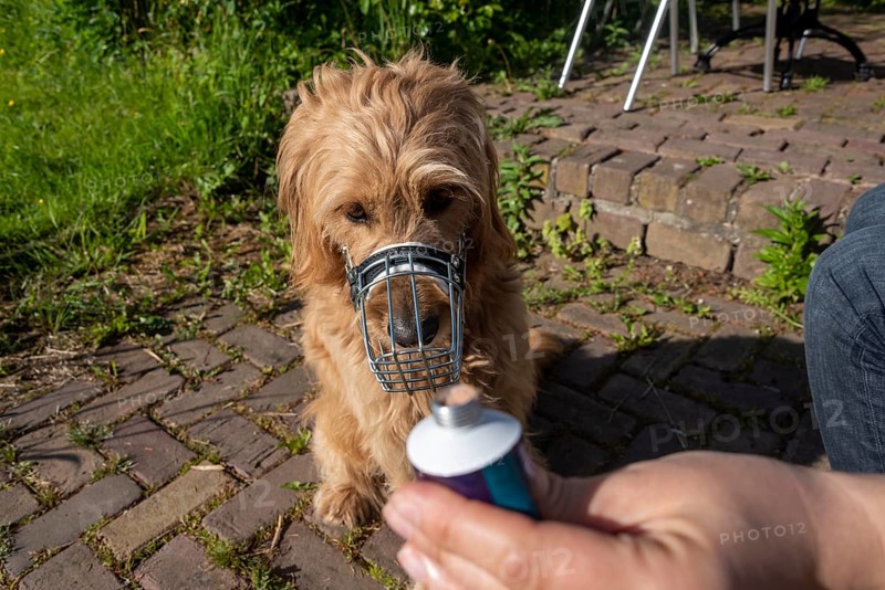 Muzzled dog