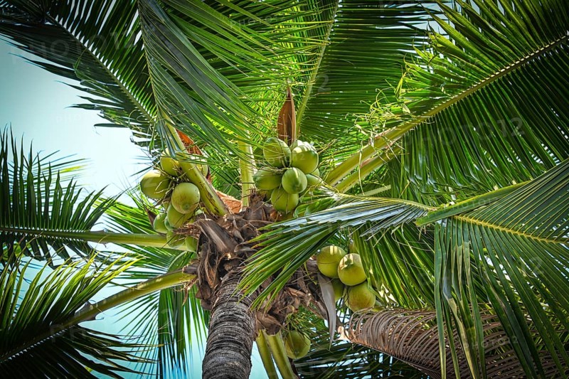 Coconut palm