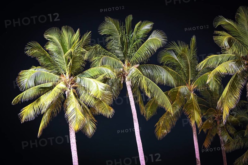 Coconut palm