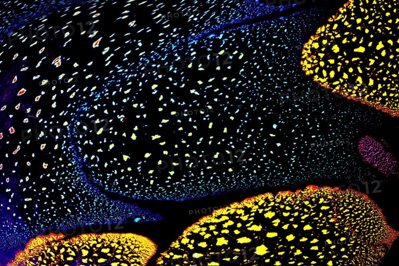 Oil bubbles inside water base form patterns