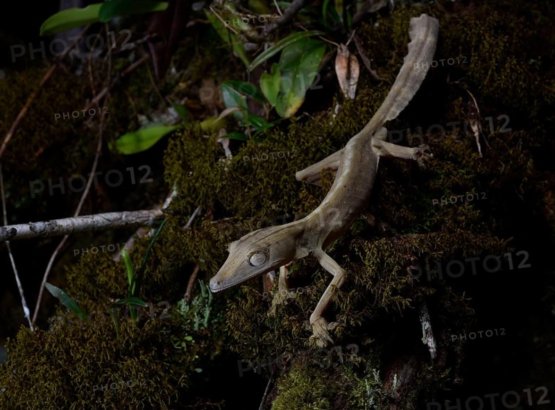 A lined leaf-tailed gecko