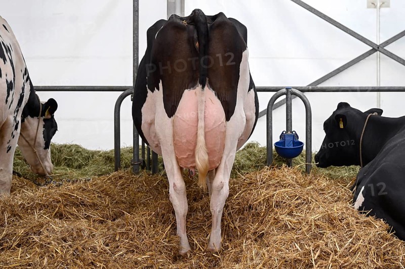 Holstein suckler cow