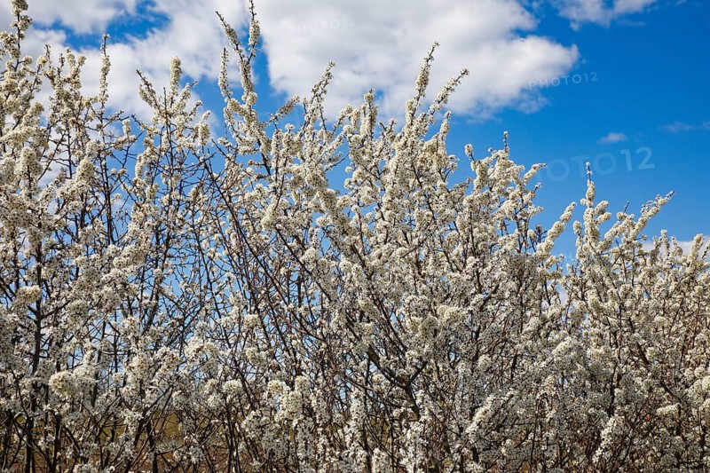 Flowering sloe hedge