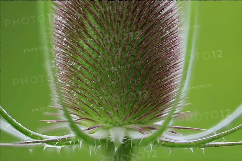 Wild cardoon