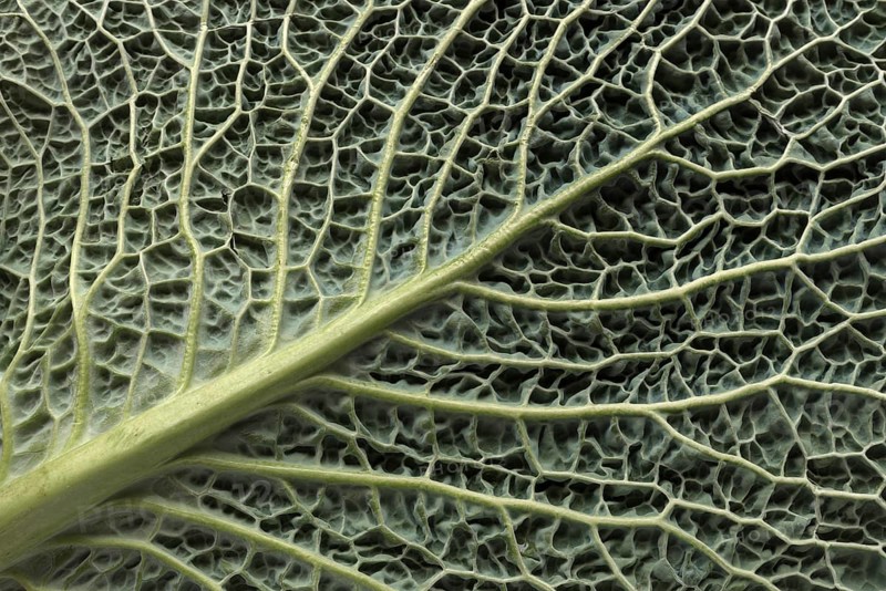 Leaf structure of a vegetable cabbage
