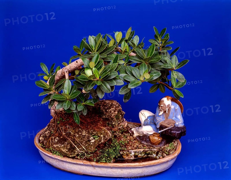 Bonsai