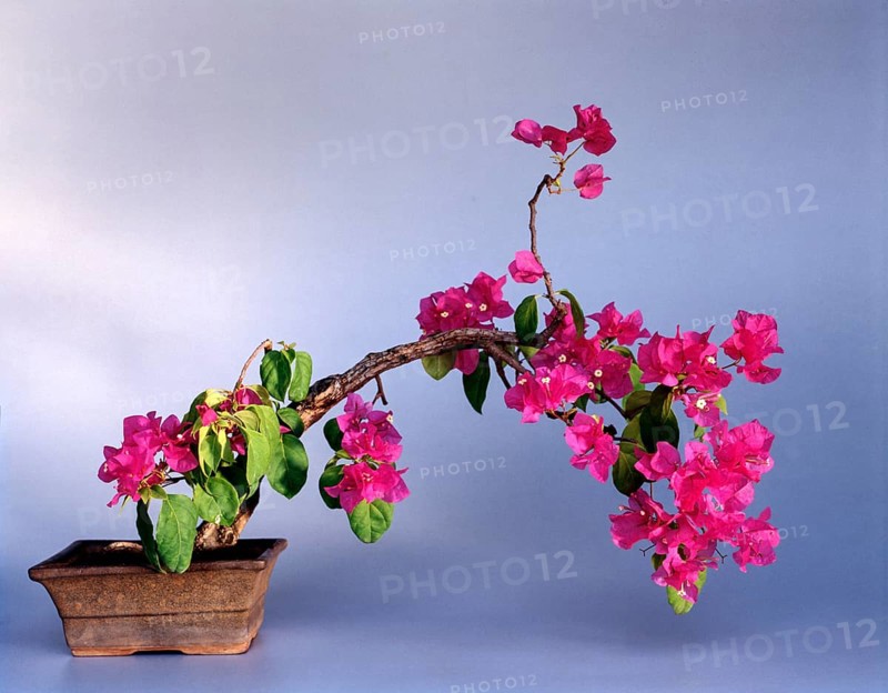 Bonsai Bougainvillea Style: Wind Blown Tree