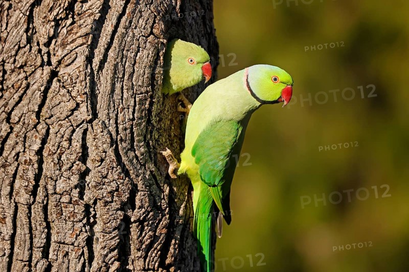 Two collared parakeets