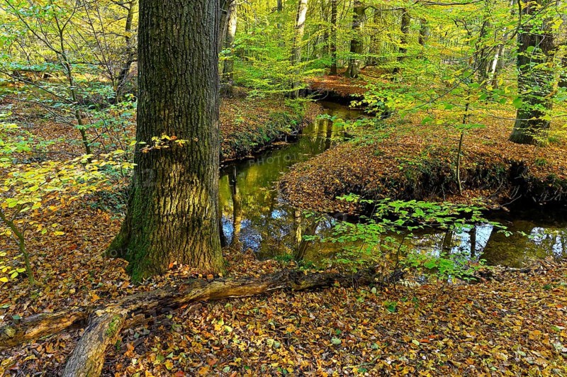 Meandering Rotbach in the autumnal Hiesfeld Forest