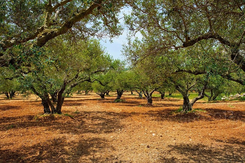 Olive trees