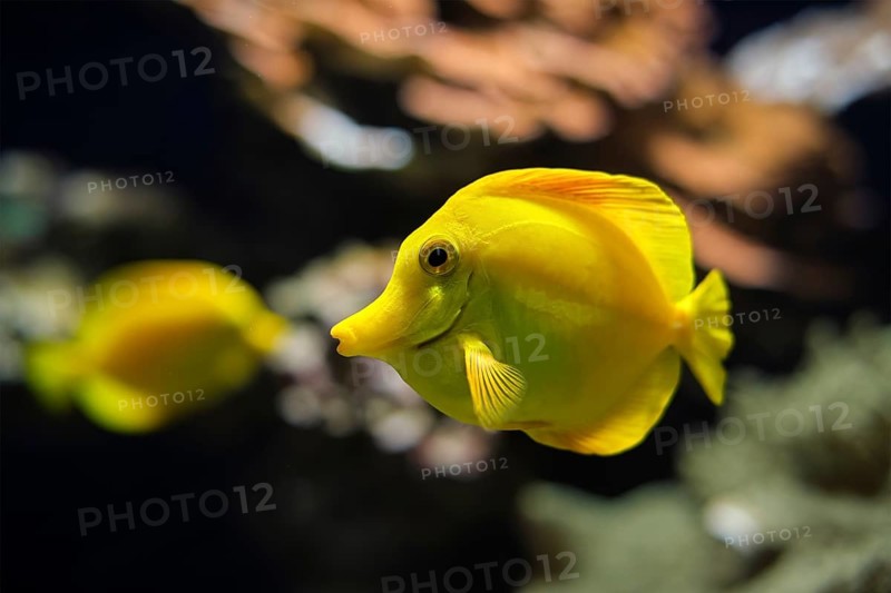 Yellow tang