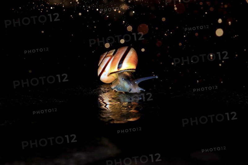 Hain-Baenderschnecke