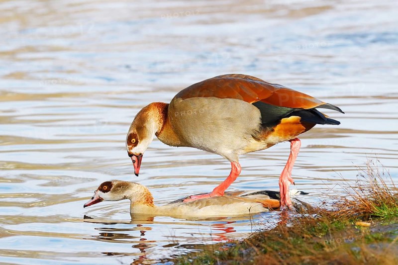 Egyptian goose