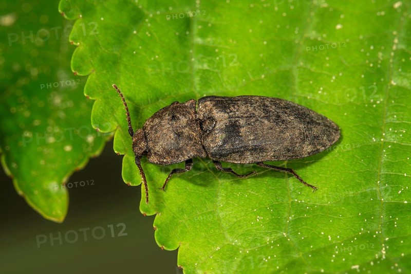 Mouse grey click beetle