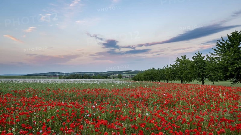 Field with Waldviertel grey poppy