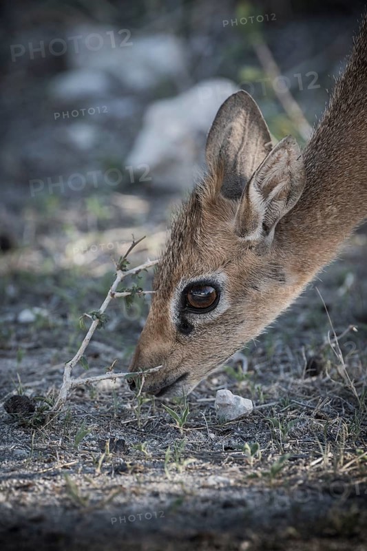 Kirk dikdik or kirk's dik-dik