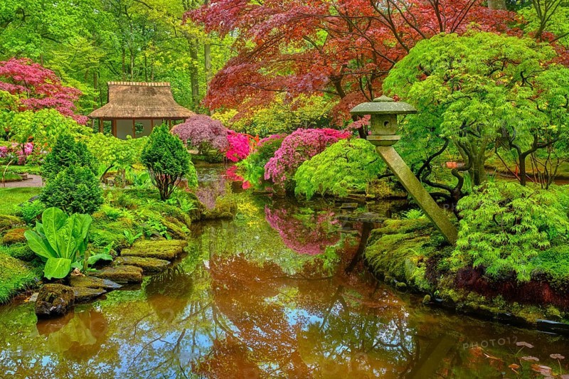 Little Japanese garden after rain in Park Clingendael