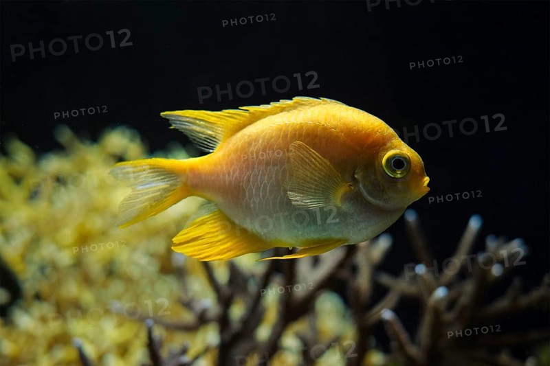 Golden damselfish