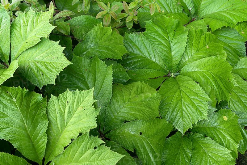 Chestnut-leaved show-leaf