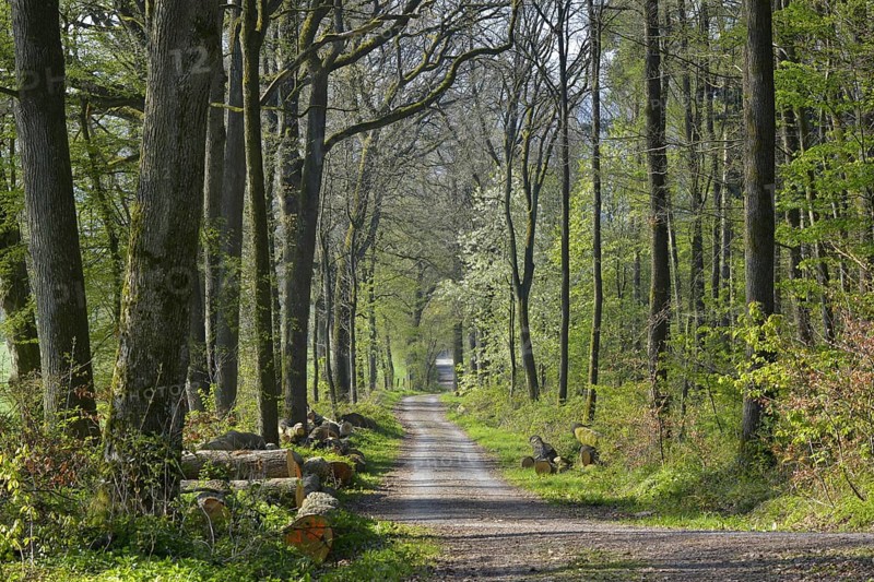 D. BW. Laubwald im Fruehling