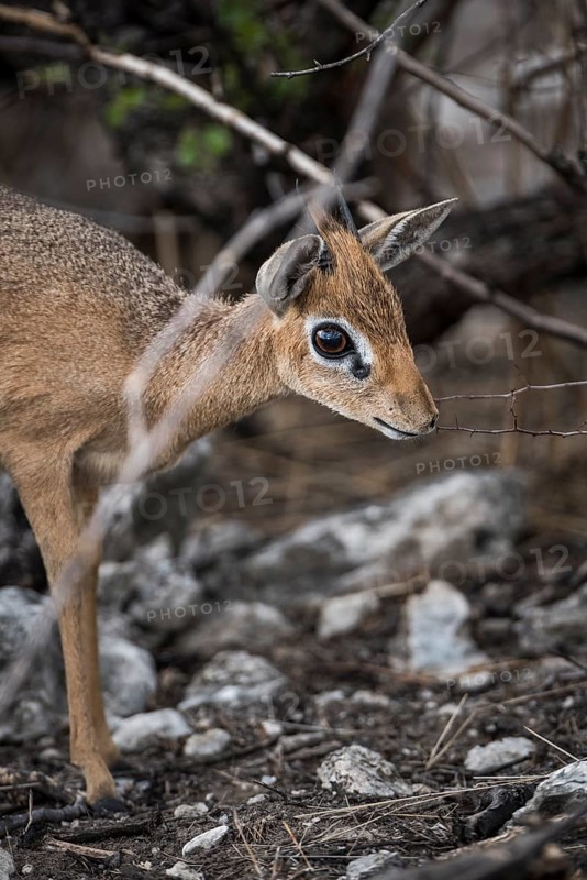 Kirk dikdik or kirk's dik-dik