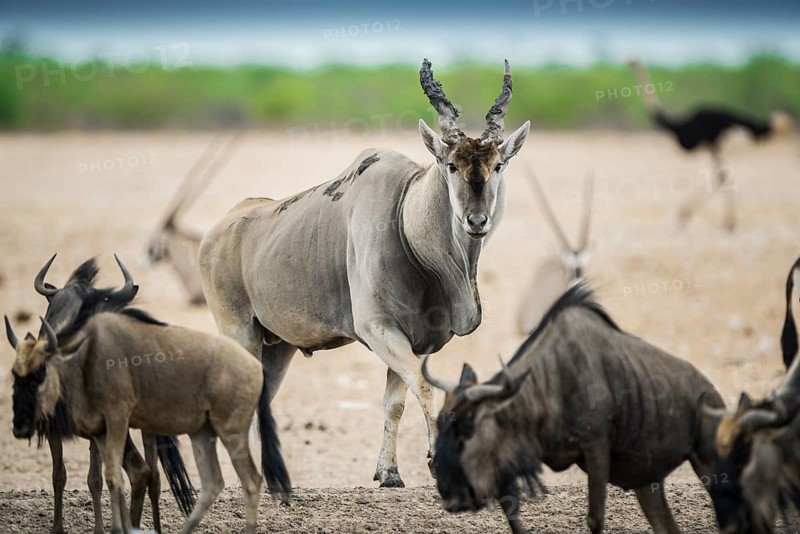 Common eland