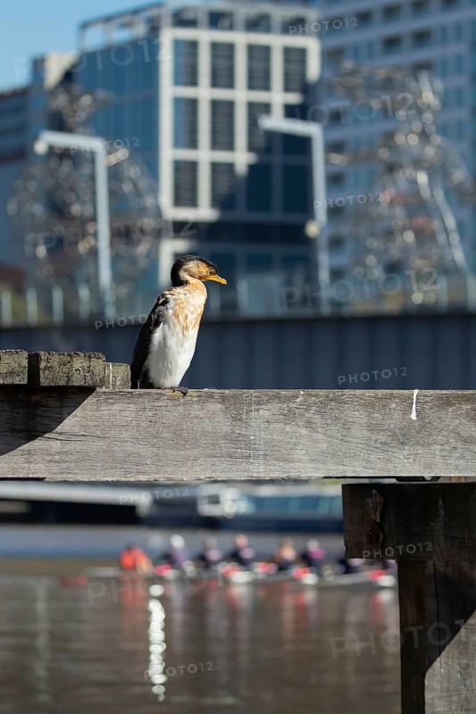 Little pied cormorant