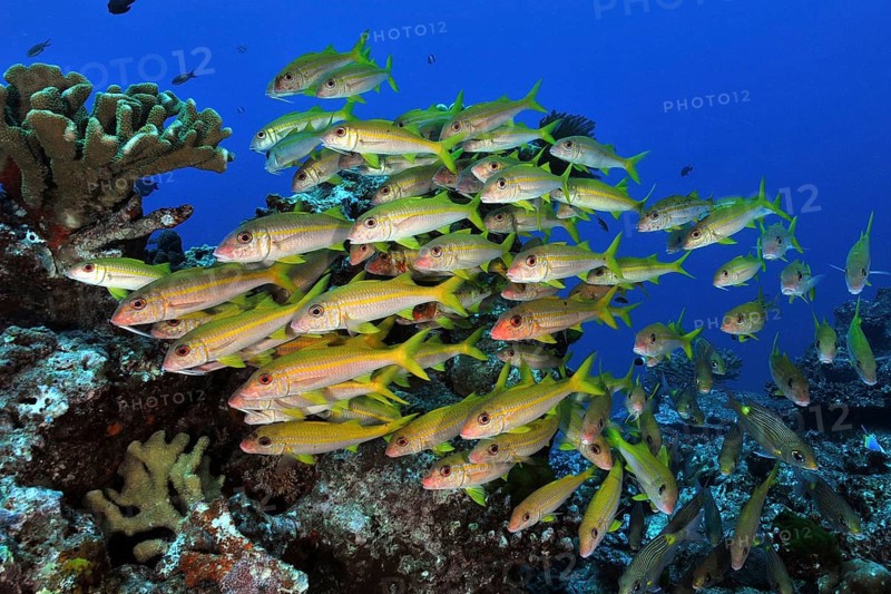 Yellowfin goatfish