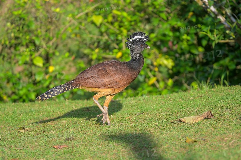 Female great curassow