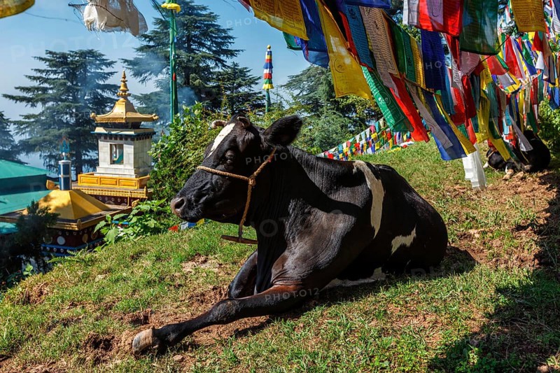 Cow indian sacred animal under Buddhist prayer flags on kora around Tsuglagkhang complex. McLeod Ganj