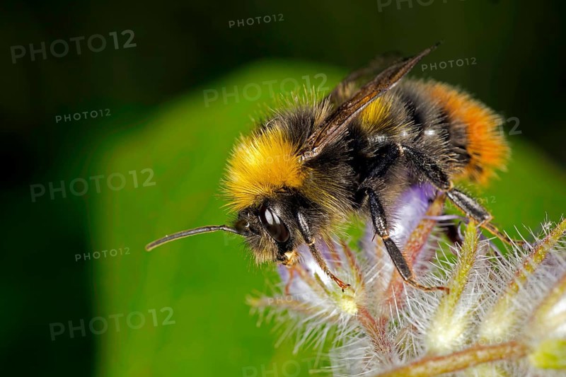 Bumblebee