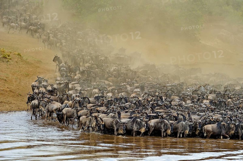Wildebeest