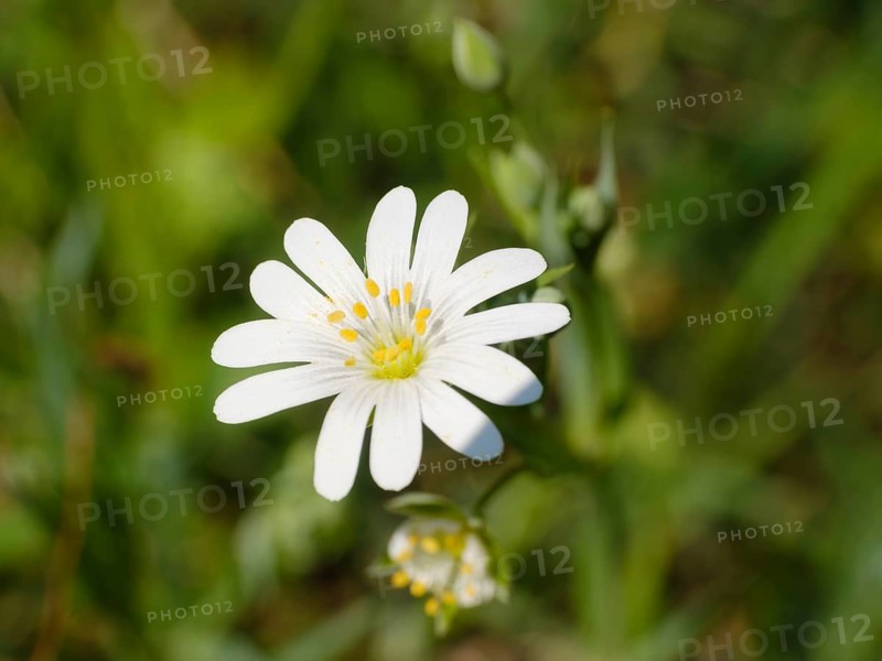Chickweed