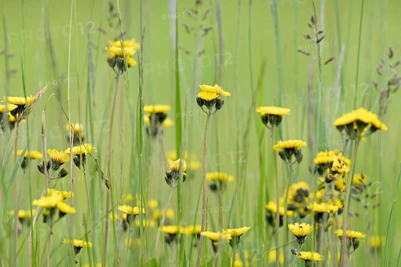 Meadow hawkweed