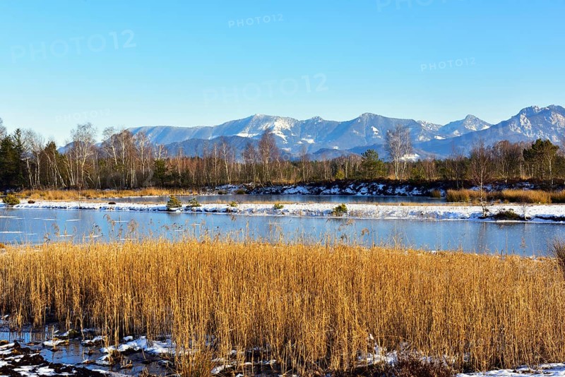 Frozen moor pond with common reed